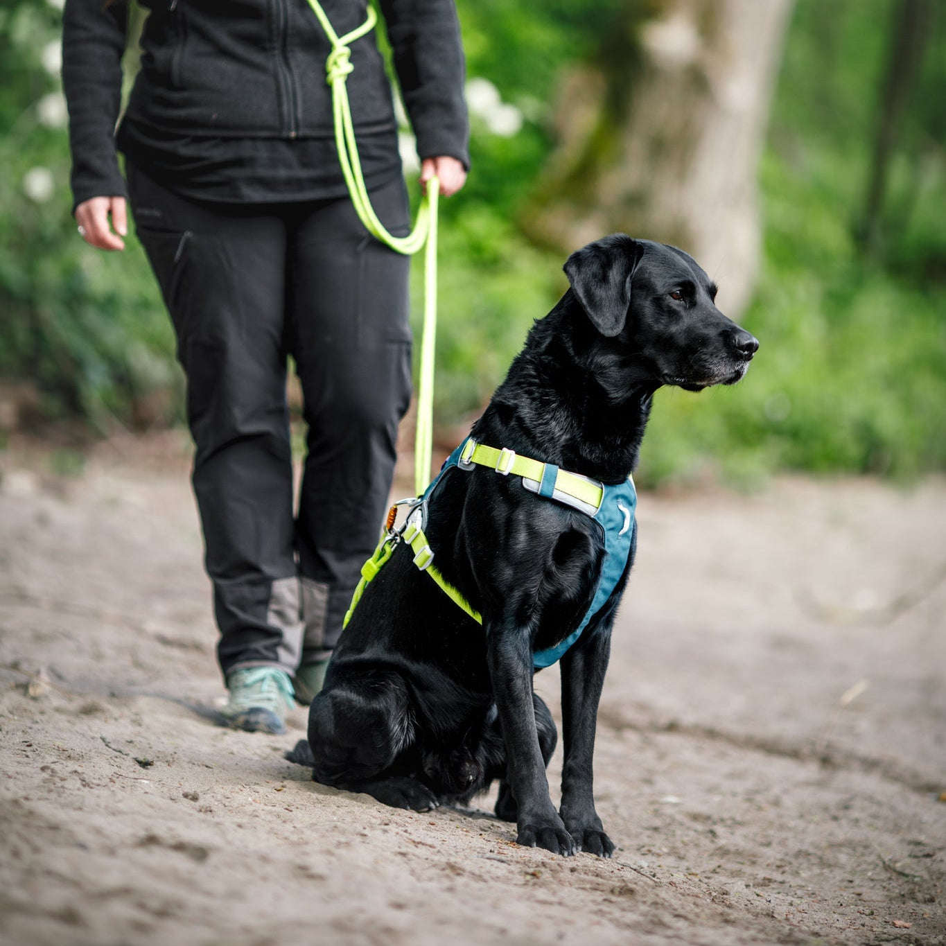 Alpha 360 Dog Harness Deep Teal - Afbeelding 9