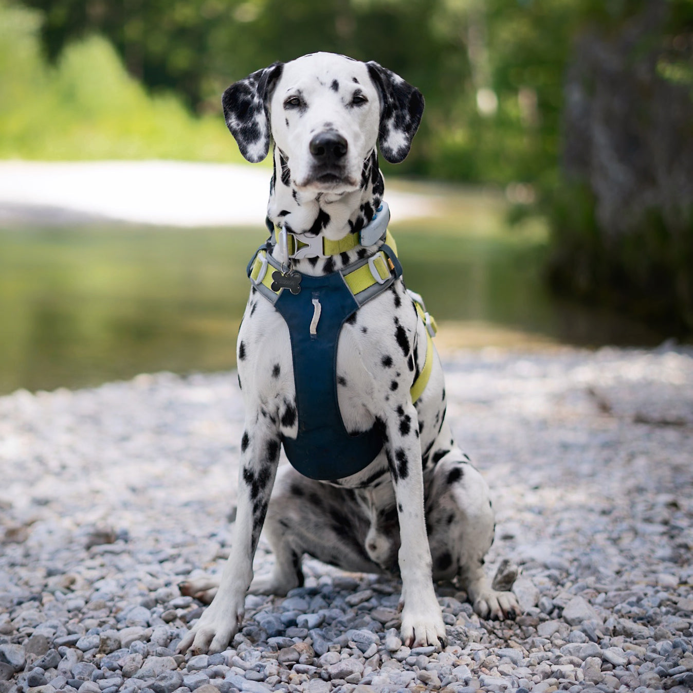 Alpha 360 Dog Harness Deep Teal - Afbeelding 12
