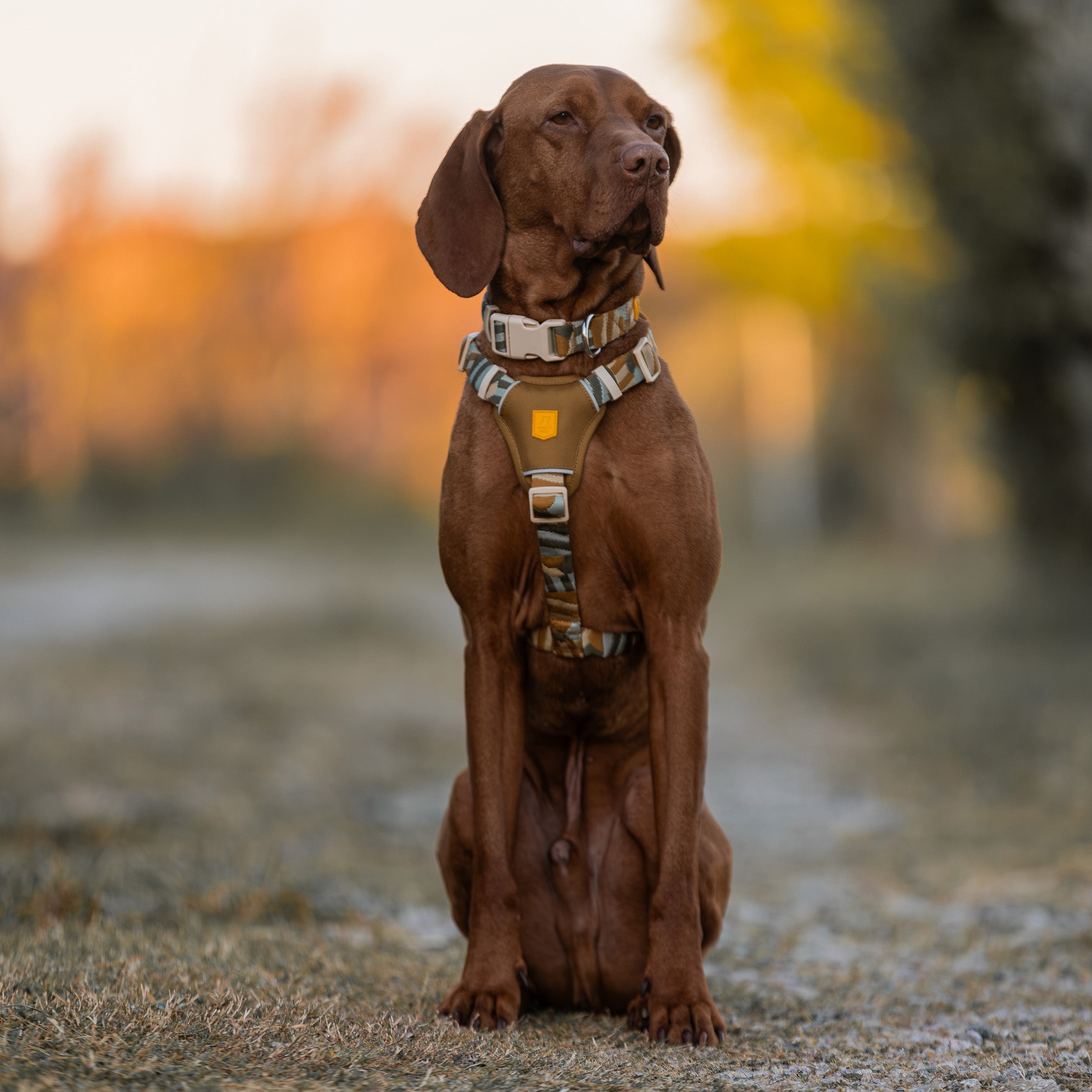 Cloudbeam Dog Harness - Afbeelding 5