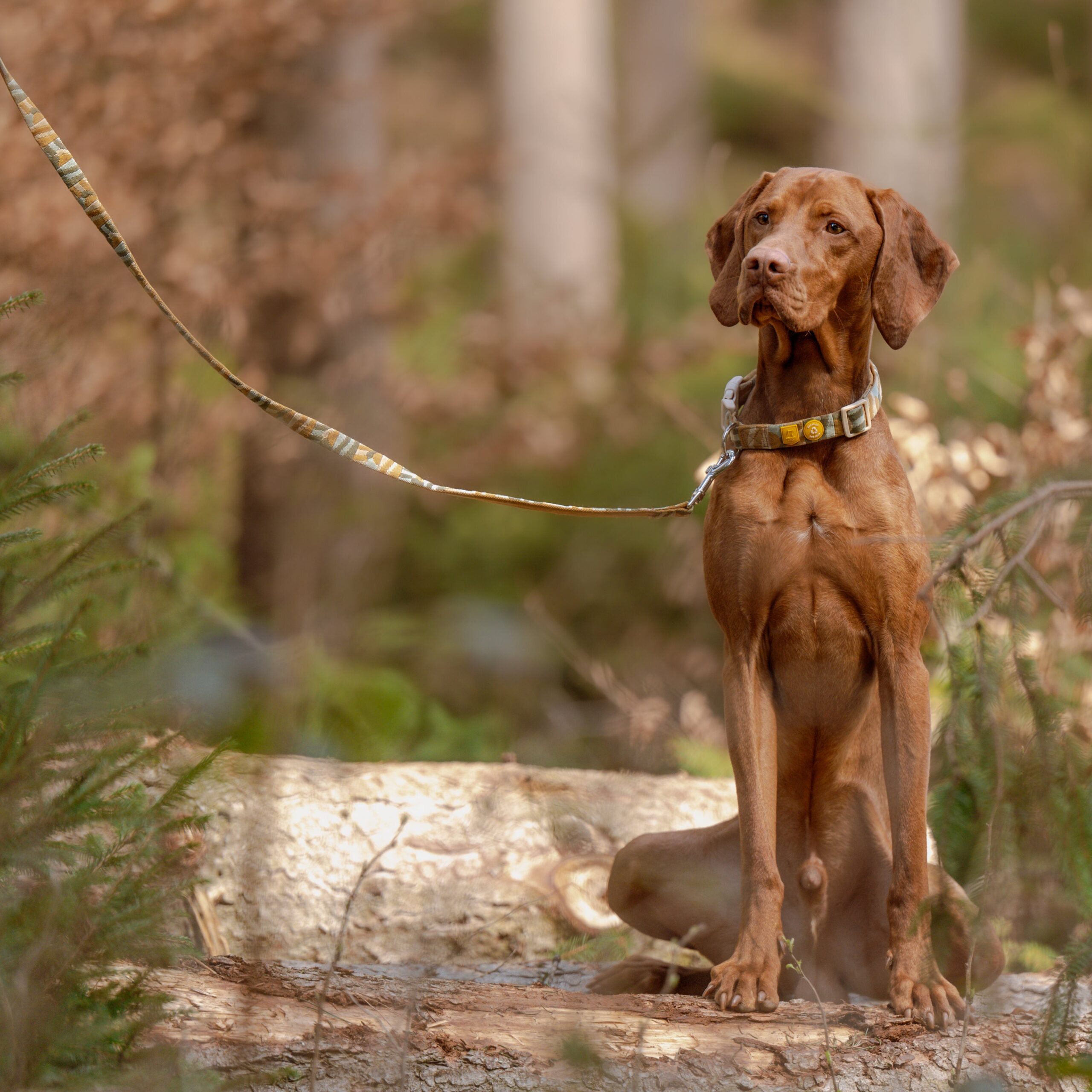 Cloudbeam Dog Leash - Afbeelding 6