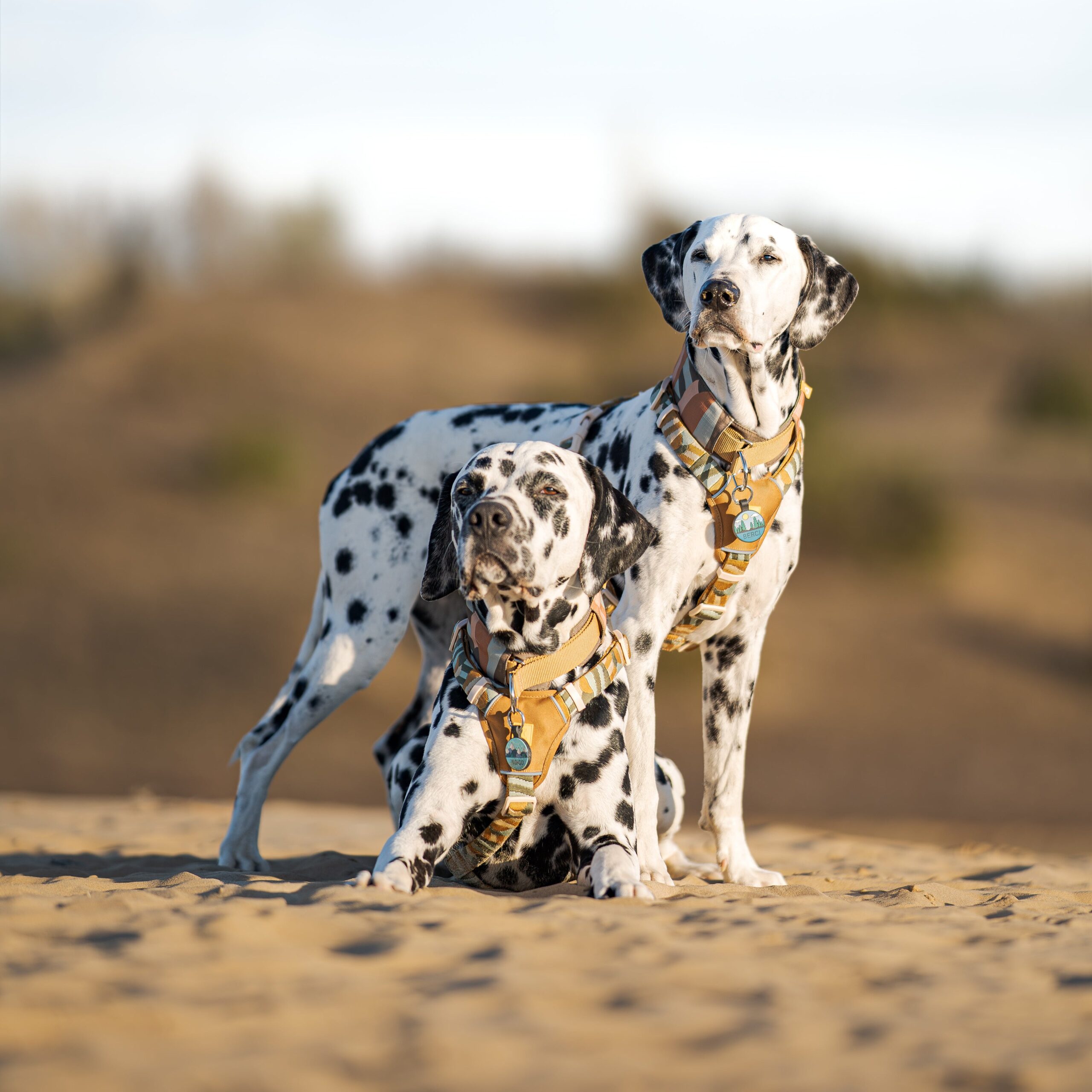 Cloudbeam Dog Harness - Afbeelding 2
