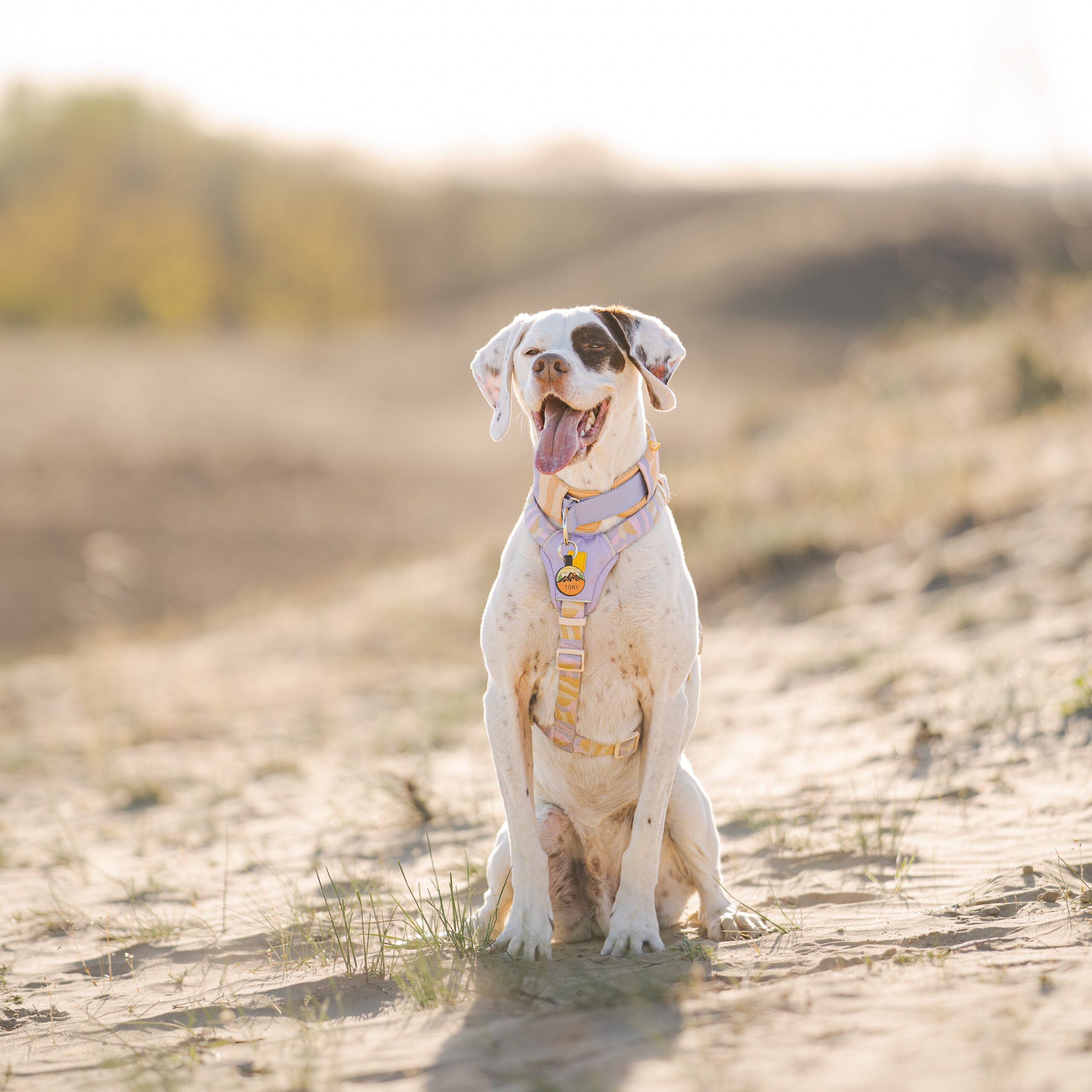 Sunshower Soft Martingale Collar - Afbeelding 8