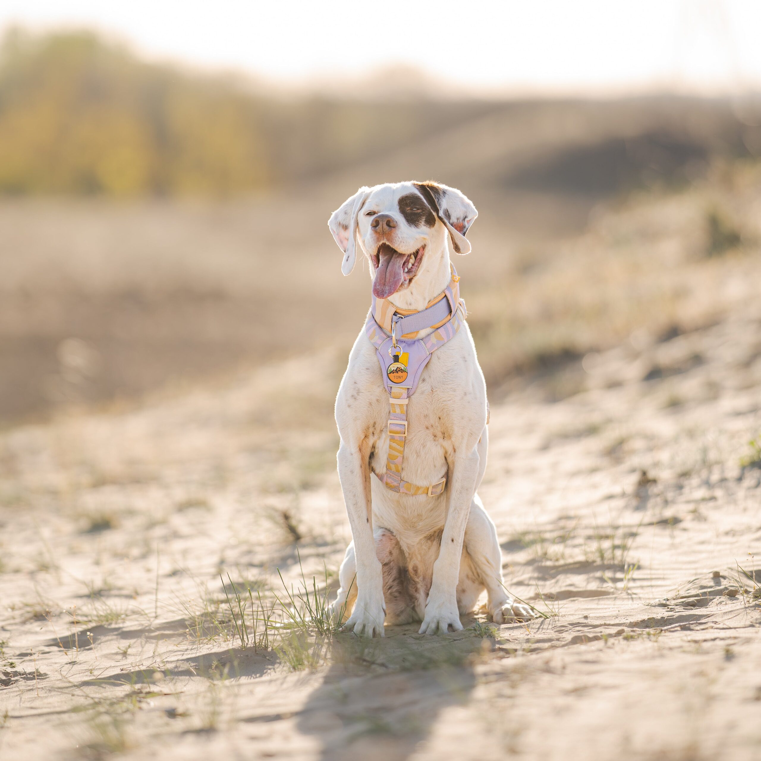 Sunshower Dog Harness - Afbeelding 2