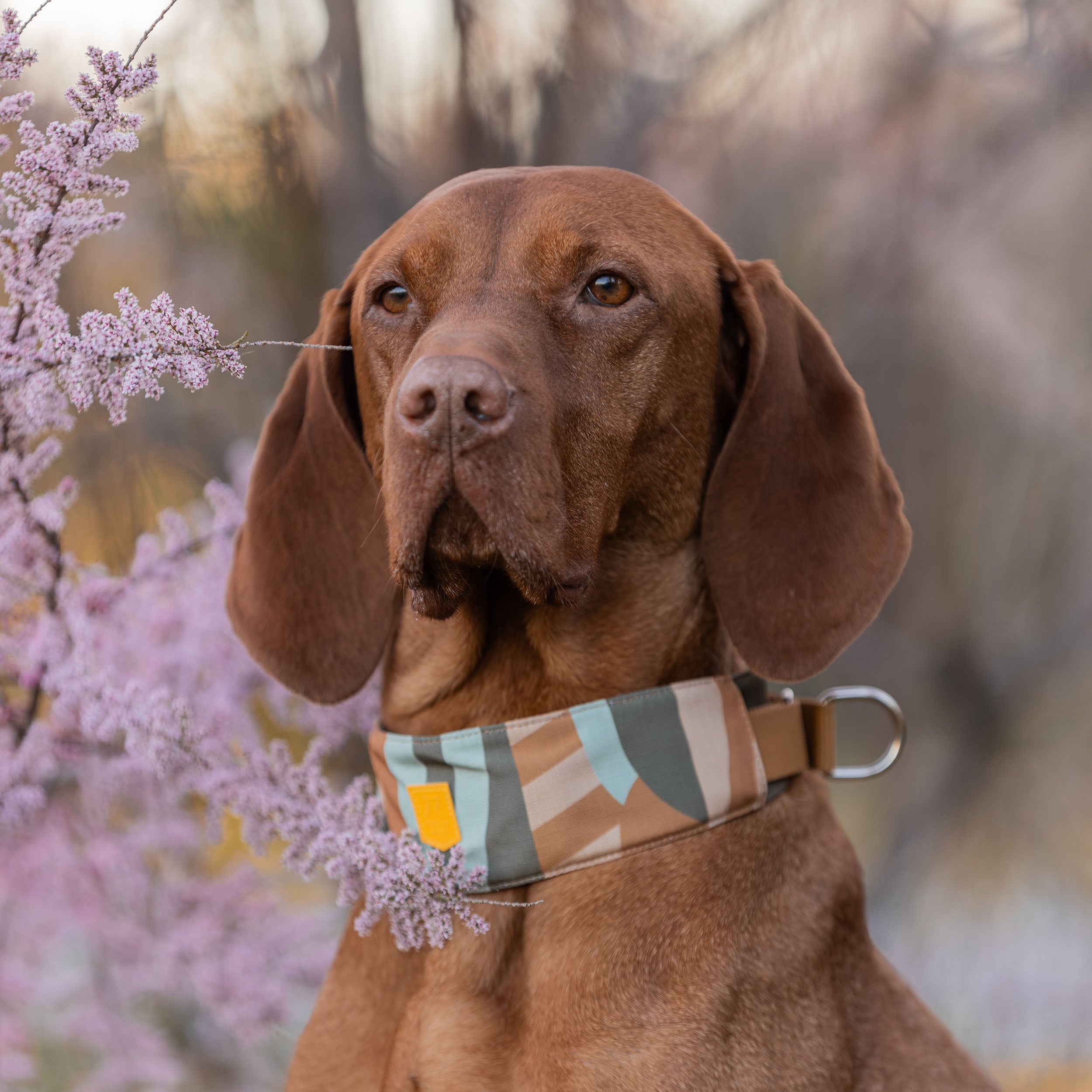 Cloudbeam Soft Martingale Collar - Afbeelding 2