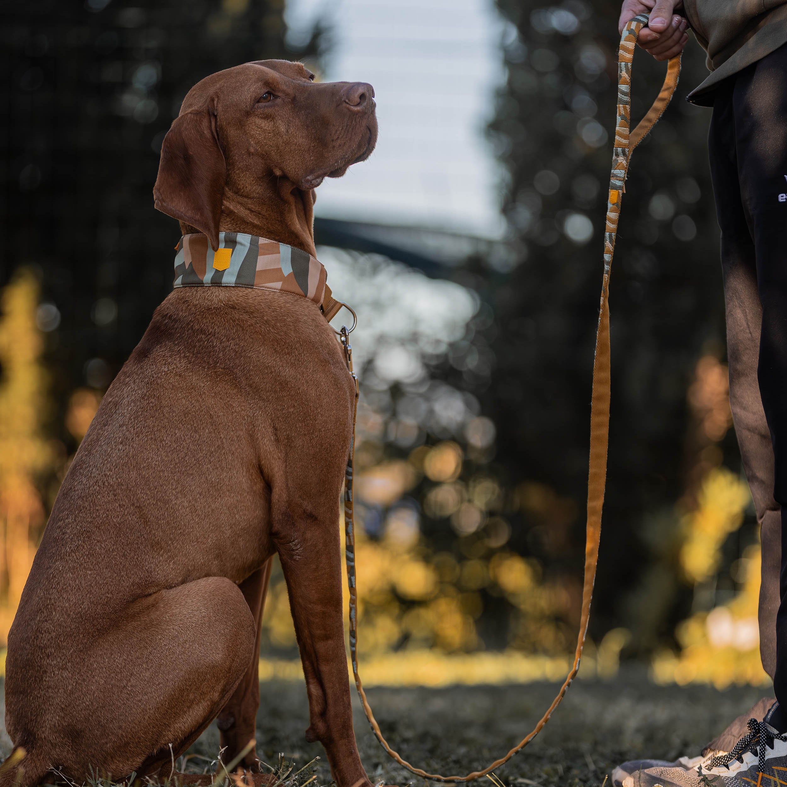 Cloudbeam Dog Leash - Afbeelding 3