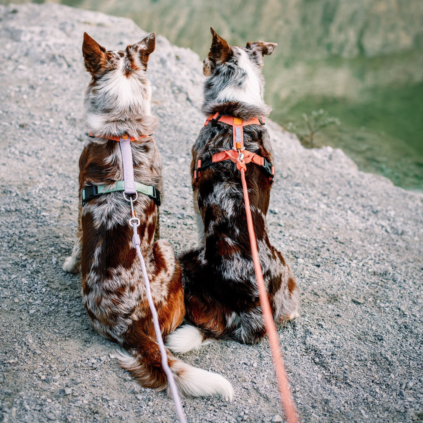 Color Block Dog Harness Salmon Pink Mix - Afbeelding 8