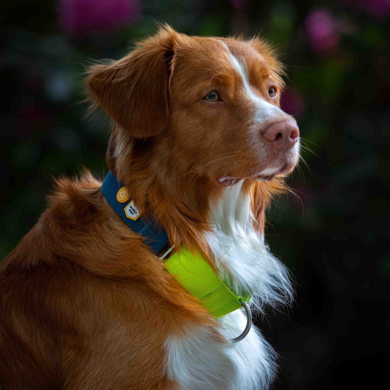 Color Block Martingale Dog Collar Deep Teal - Afbeelding 2