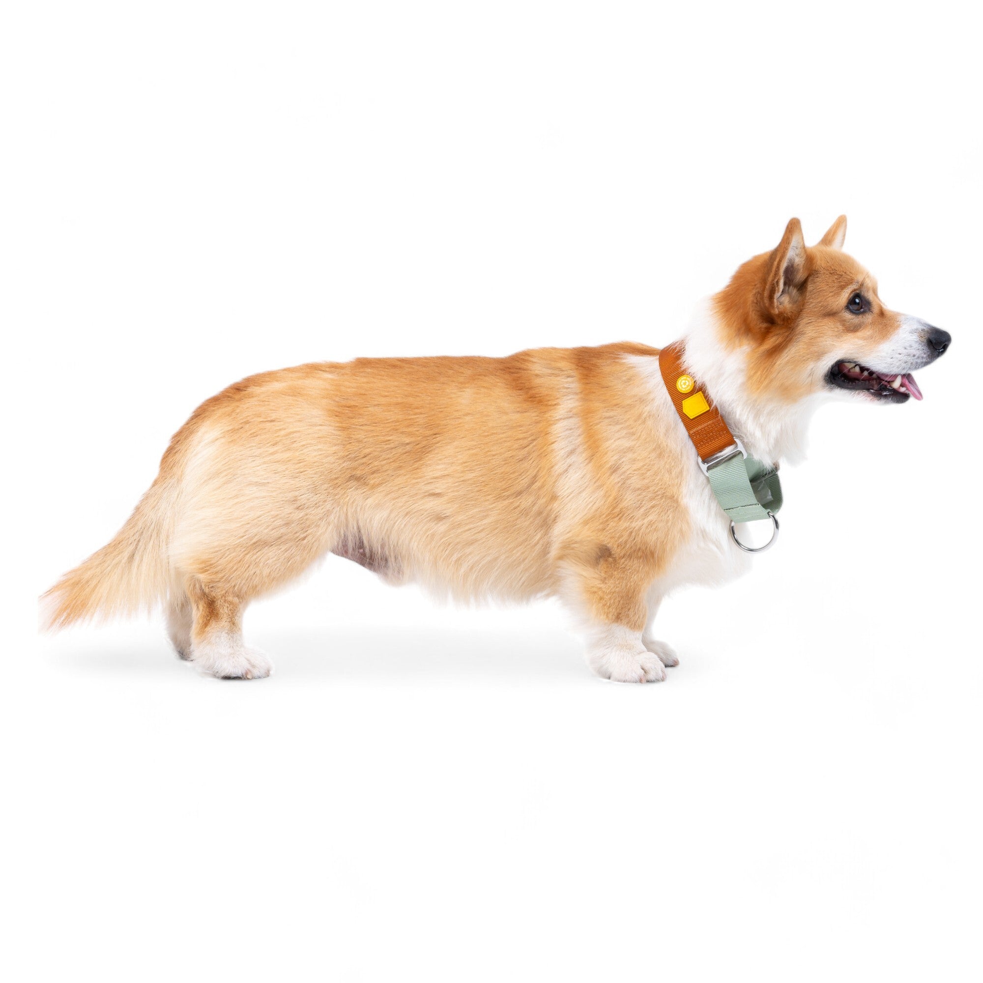 Color Block Martingale Dog Collar Terracotta Mix - Afbeelding 4