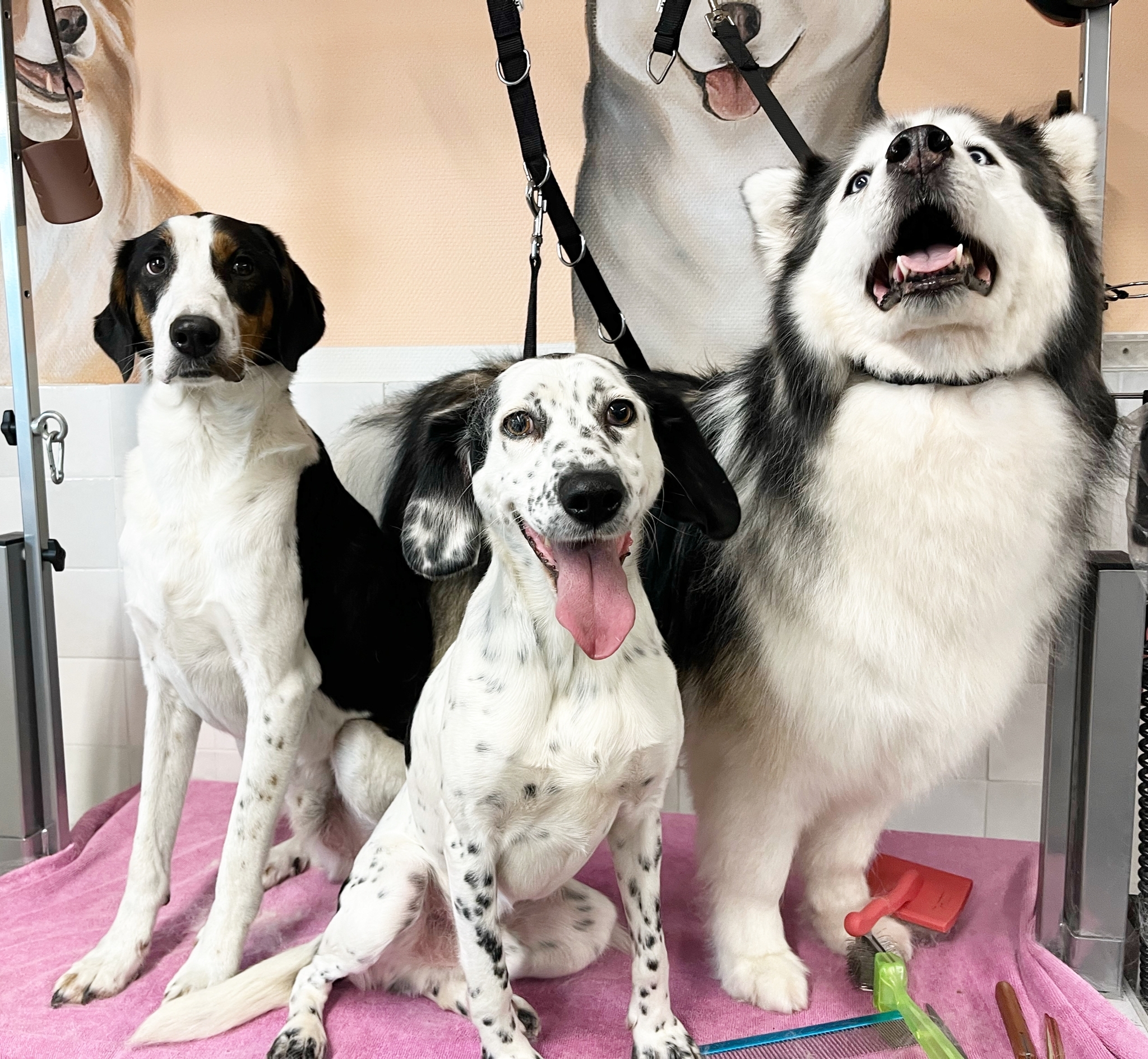 Blije honden in de trimsalon