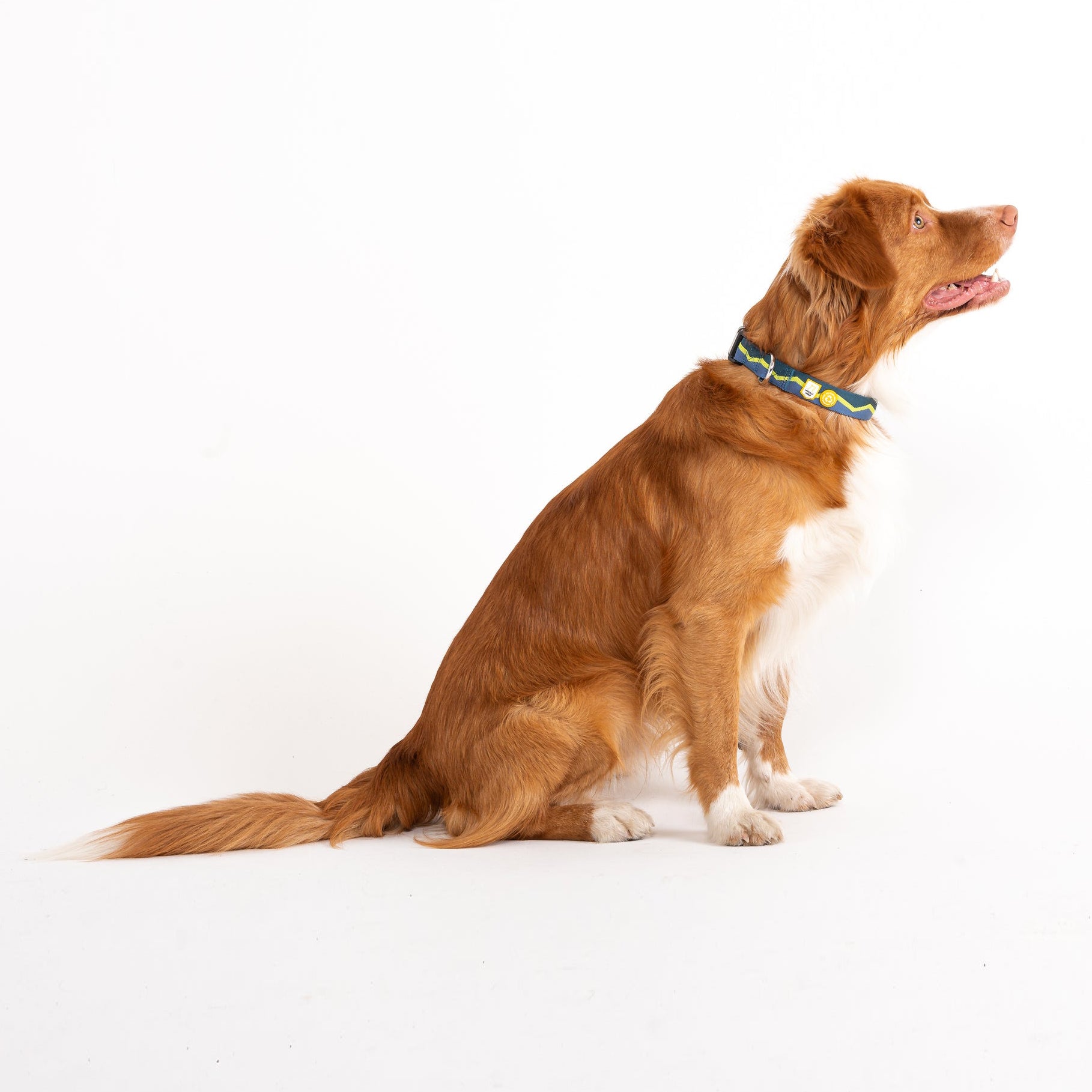 Horizon Dog Collar - Afbeelding 3
