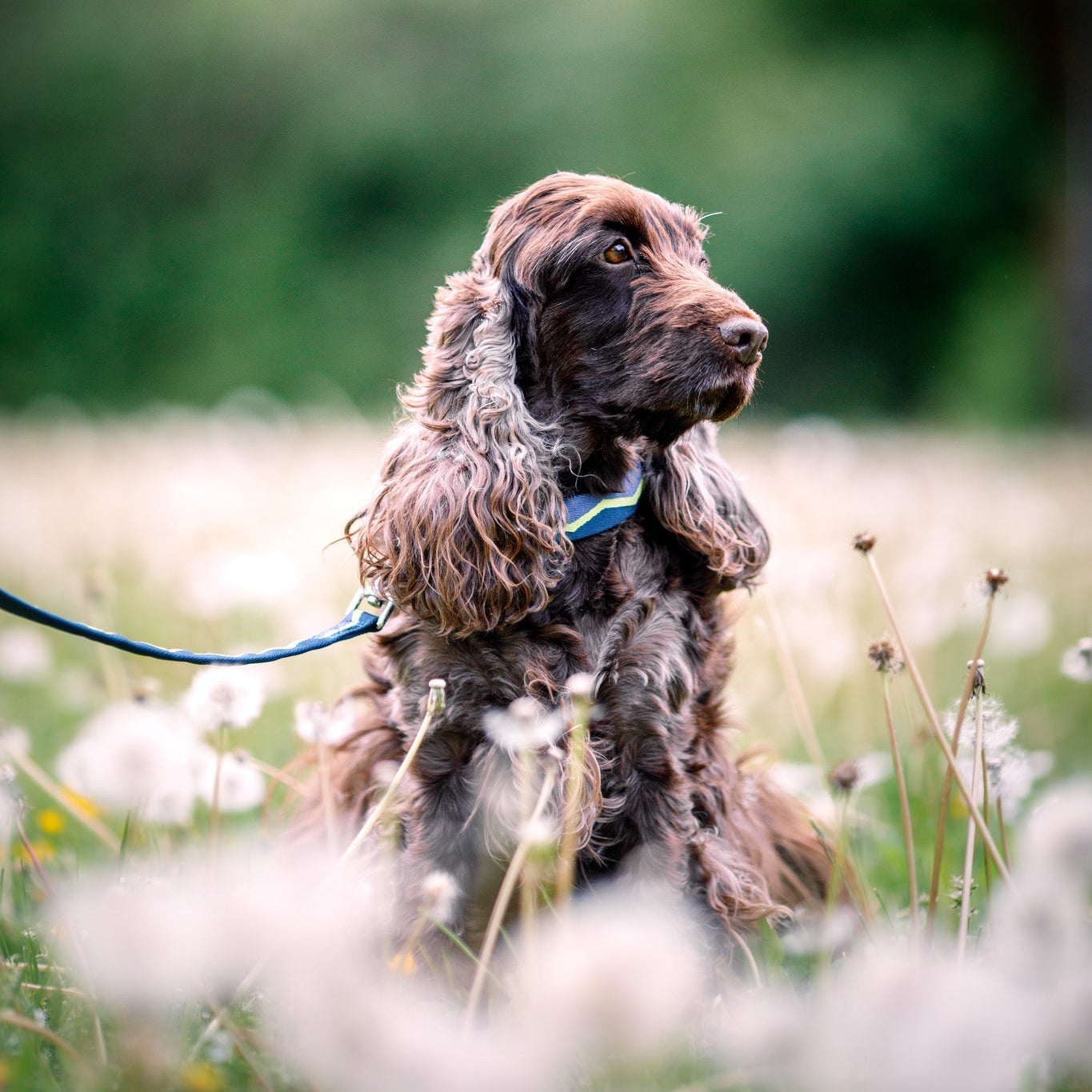 Horizon Dog Collar - Afbeelding 2