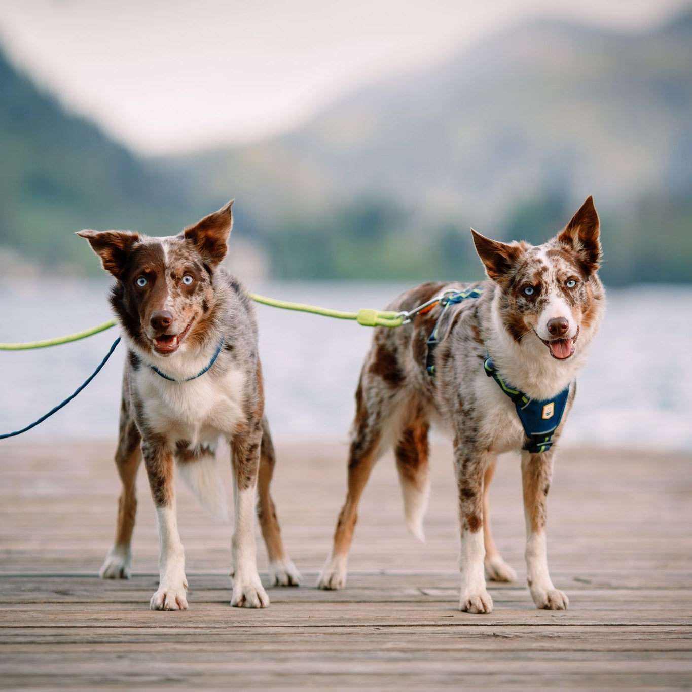 Horizon Dog Harness - Afbeelding 3