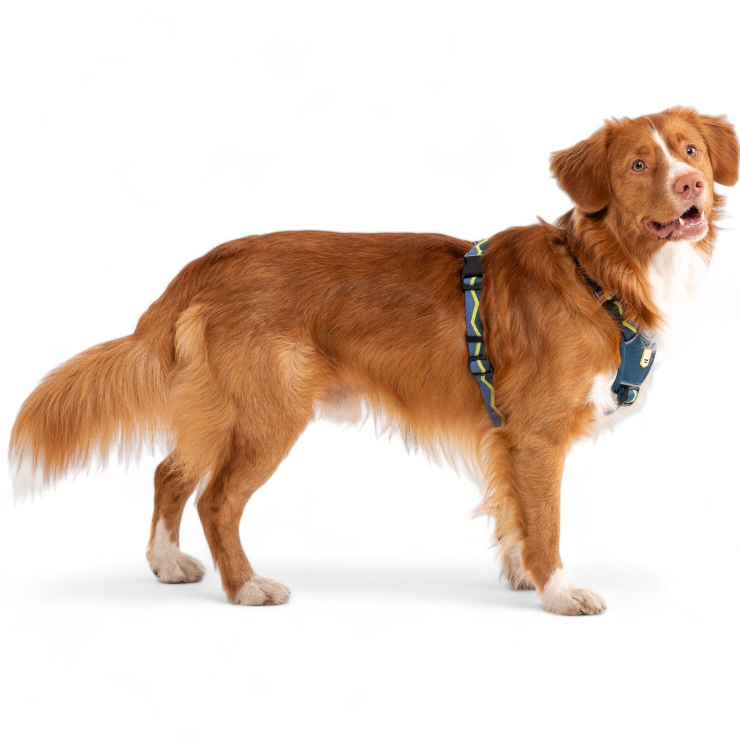 Horizon Dog Harness - Afbeelding 2