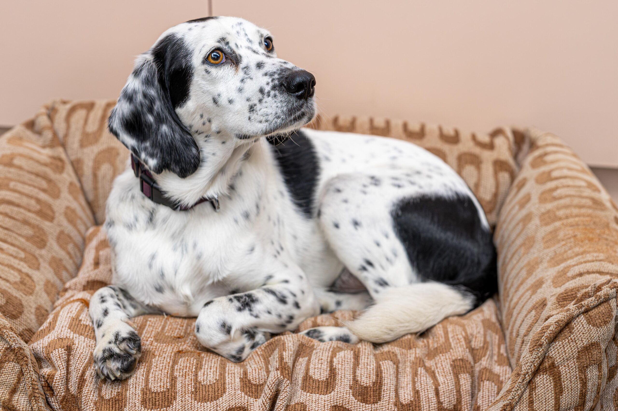 Retro wave round dog bed - Afbeelding 2