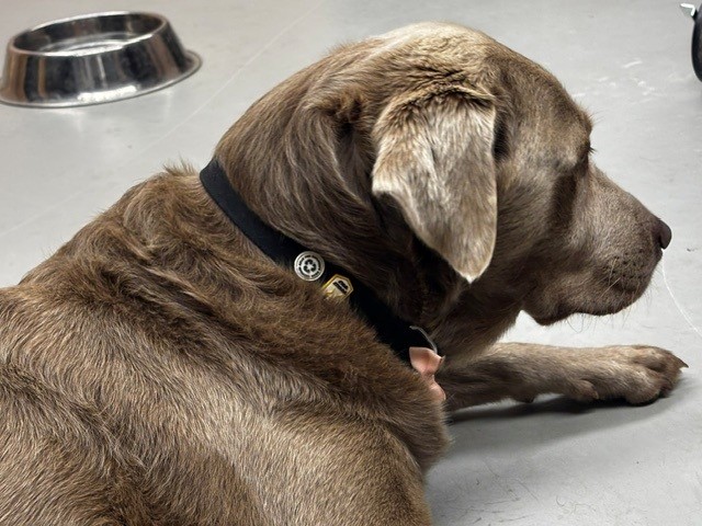 Raven Black Dog Collar - Afbeelding 2