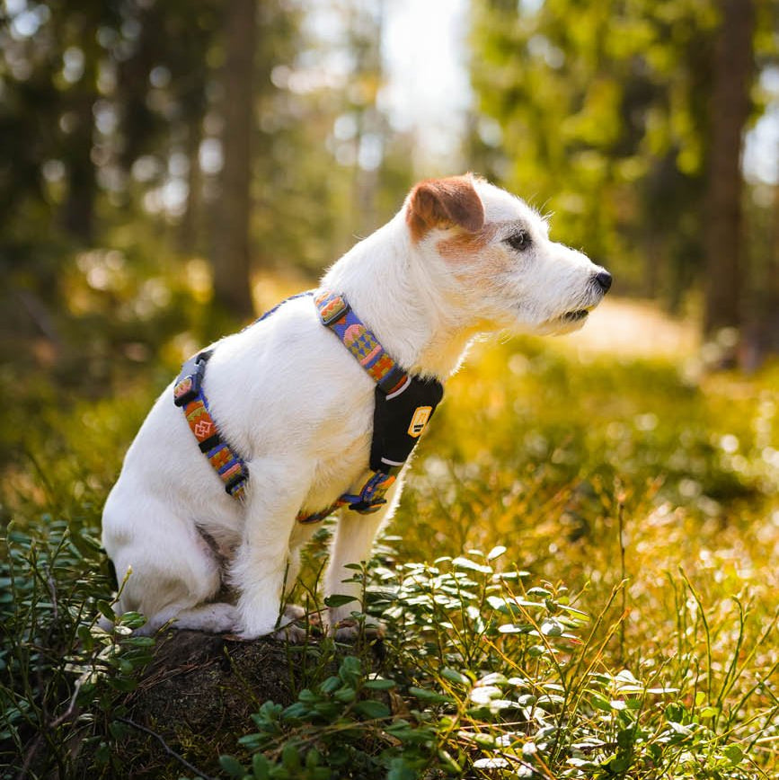 Nightless Night Dog Harness - Afbeelding 8