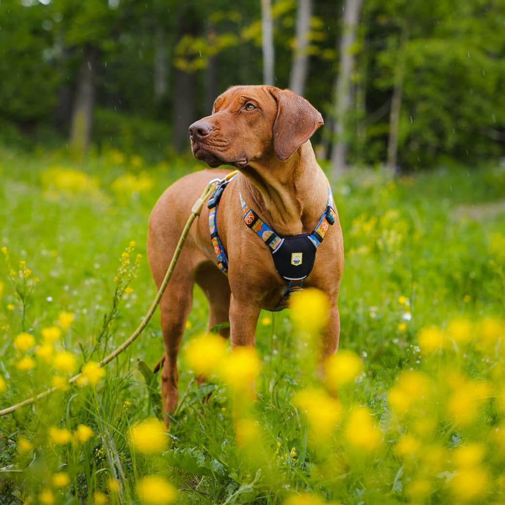 Nightless Night Dog Harness - Afbeelding 5