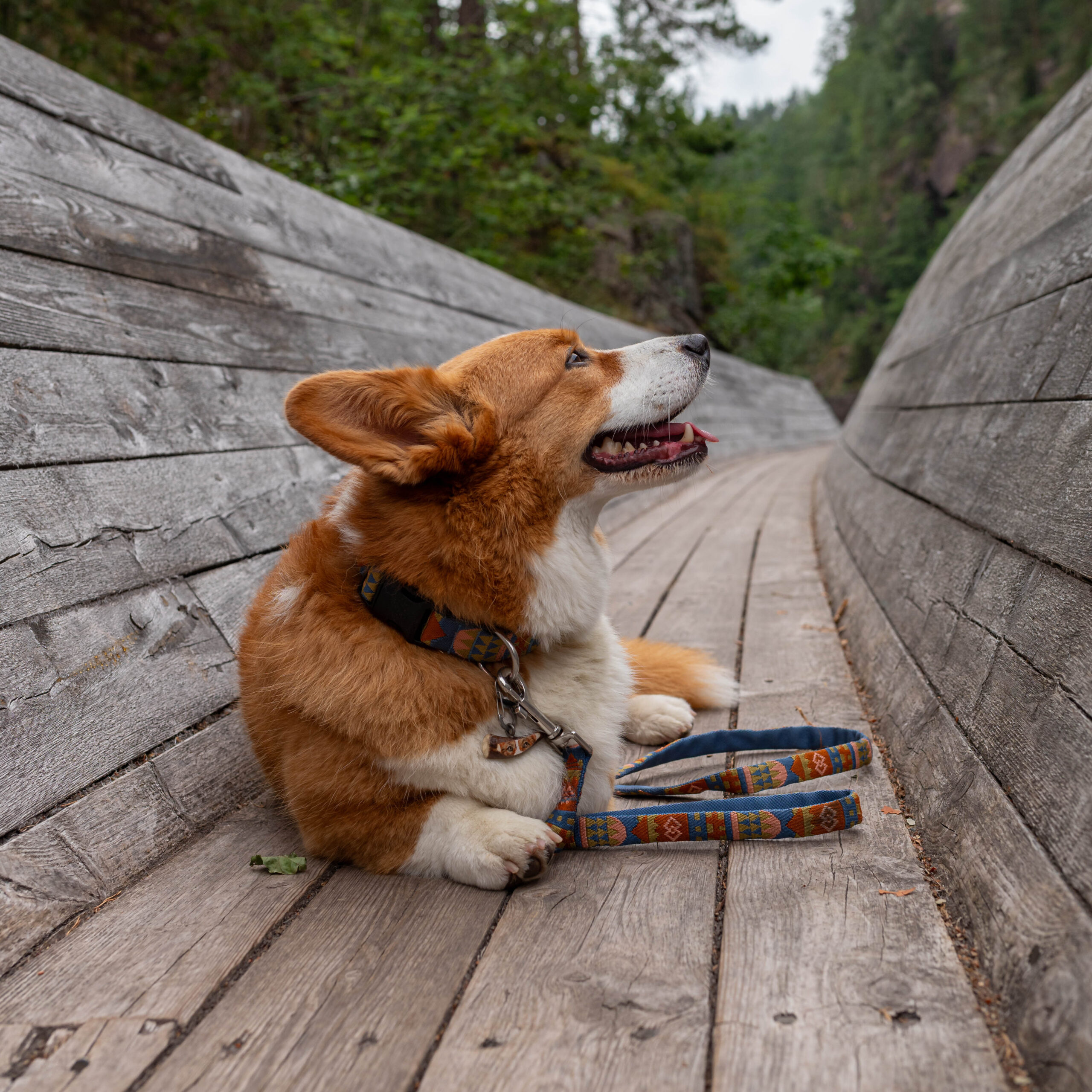 Nightless Night Dog Collar - Afbeelding 4