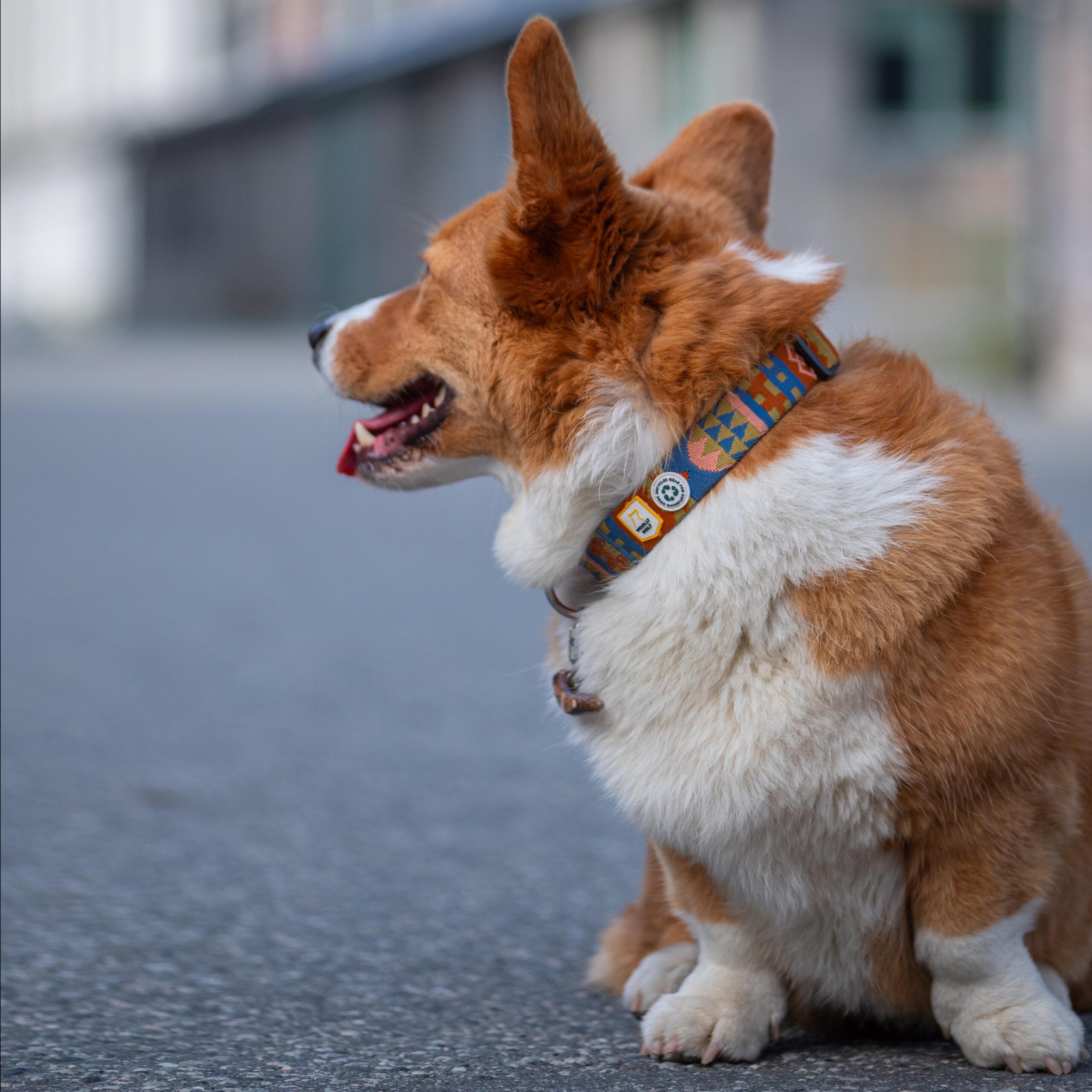 Nightless Night Dog Collar - Afbeelding 5