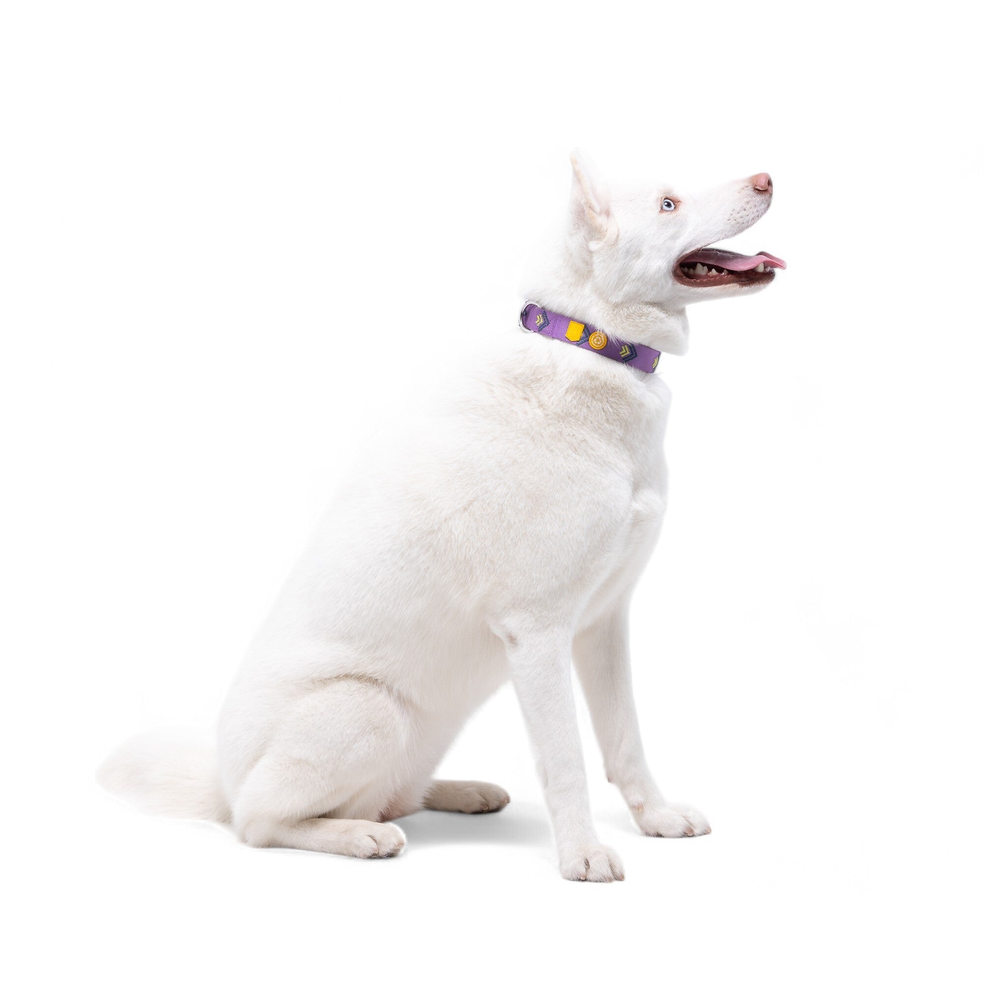 Northern Lights Dog Collar - Afbeelding 2