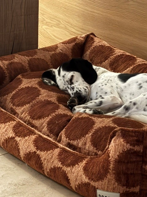 Dot round dog bed — Mocha/Brown - Afbeelding 3