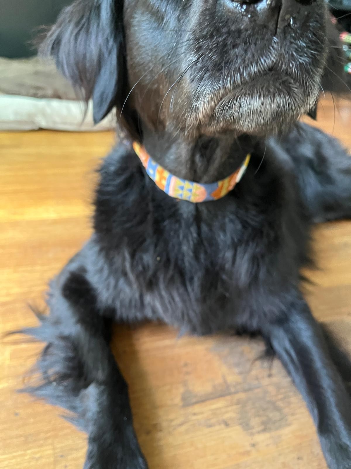Nightless Night Dog Collar - Afbeelding 4