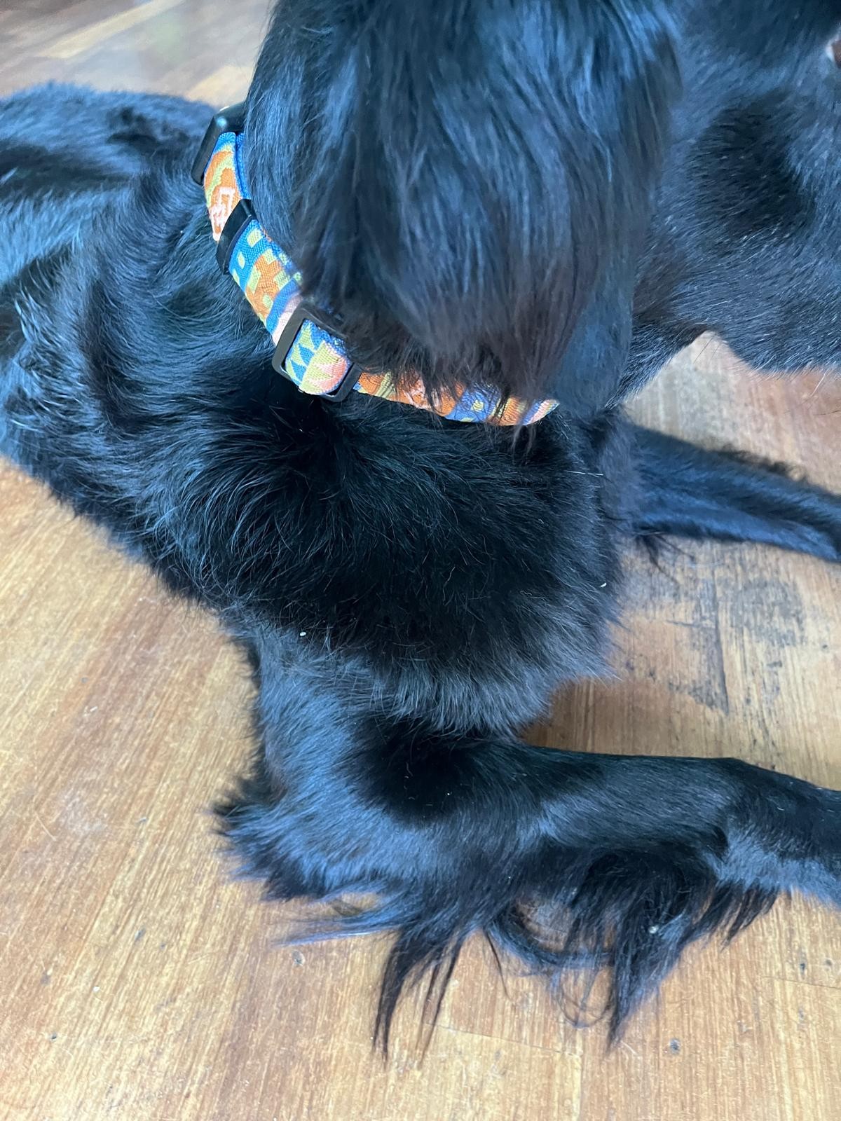 Nightless Night Dog Collar - Afbeelding 5