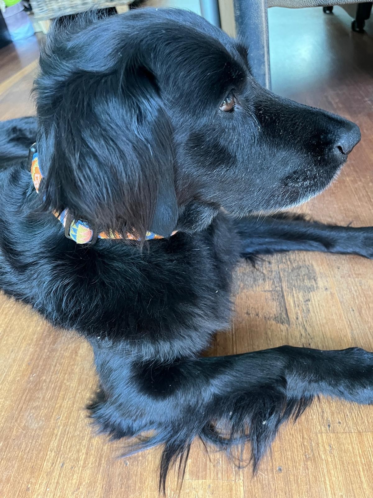 Nightless Night Dog Collar - Afbeelding 3