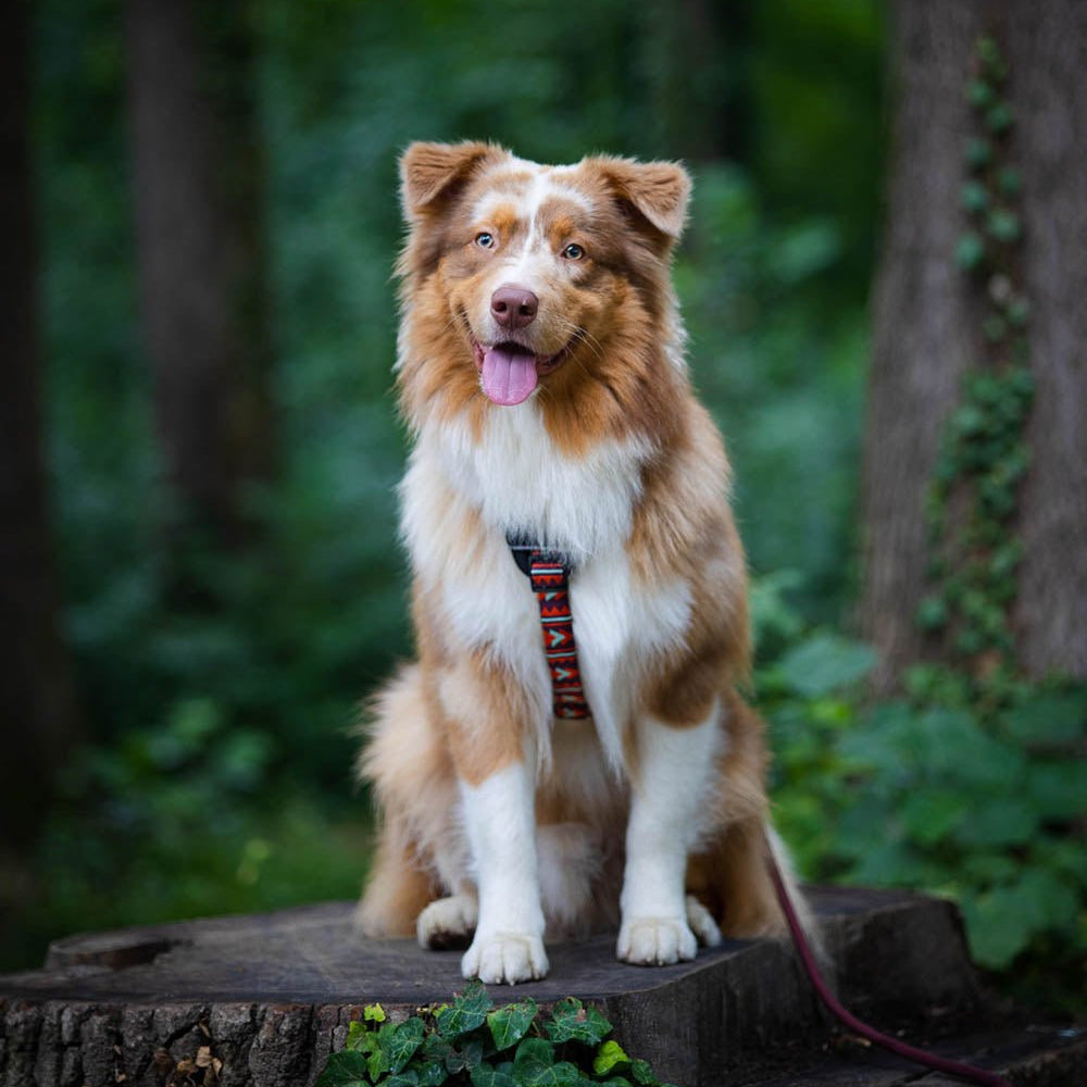 Polar Night Dog Harness - Afbeelding 4