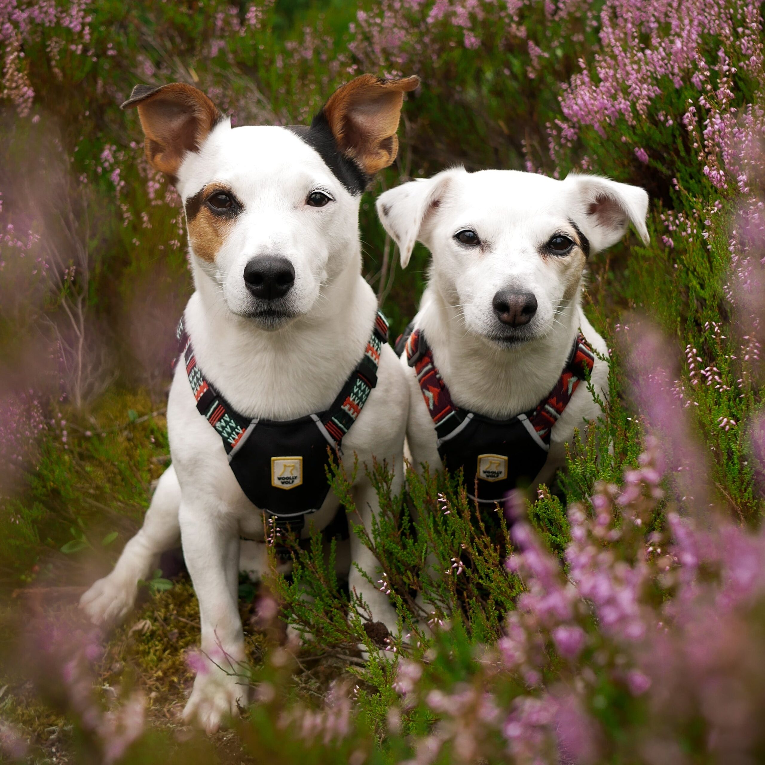 Polar Night Dog Harness - Afbeelding 5