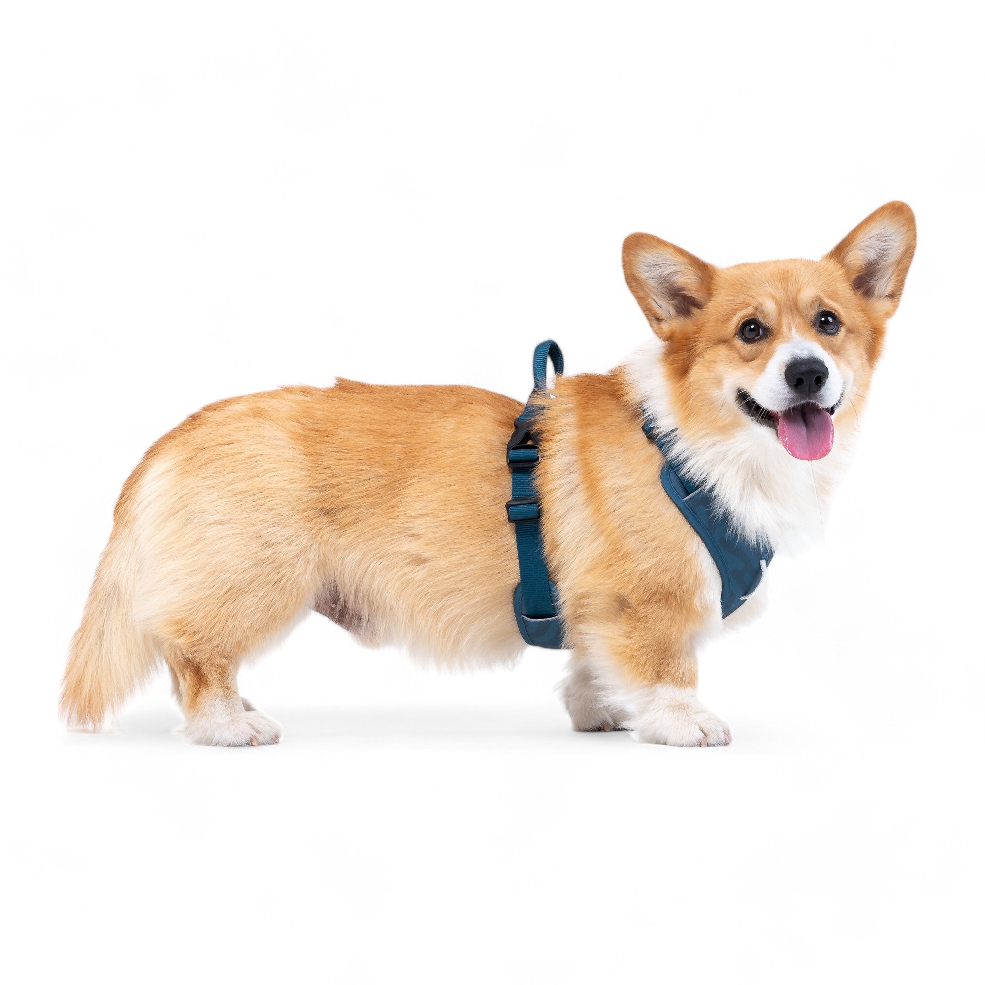 Roam Dog Harness Deep Teal - Afbeelding 6