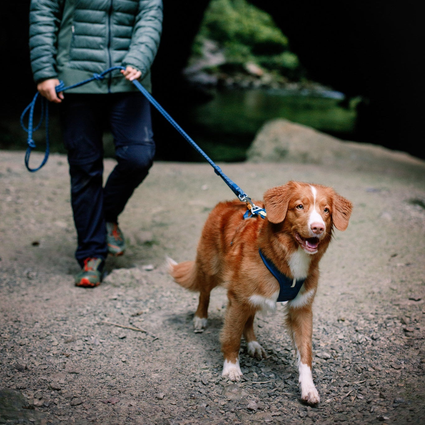 Roam Dog Harness Deep Teal - Afbeelding 4