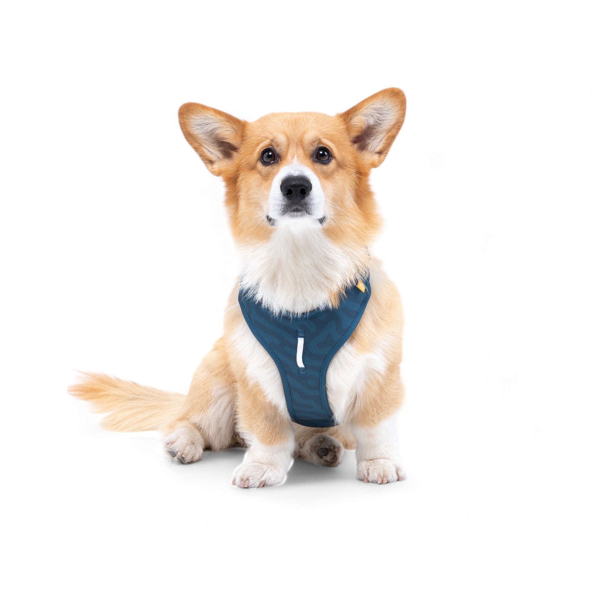 Roam Dog Harness Deep Teal - Afbeelding 5