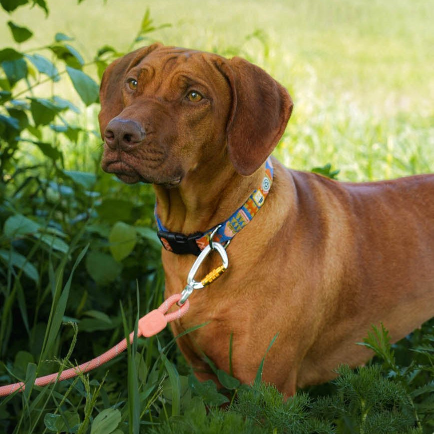 Rope Dog Leash Thin Salmon Pink Outlet - Afbeelding 2