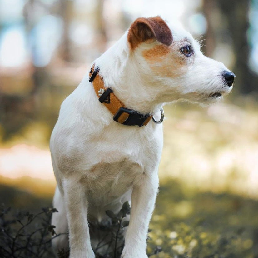 Sea to Summit Dog Collar - Afbeelding 2