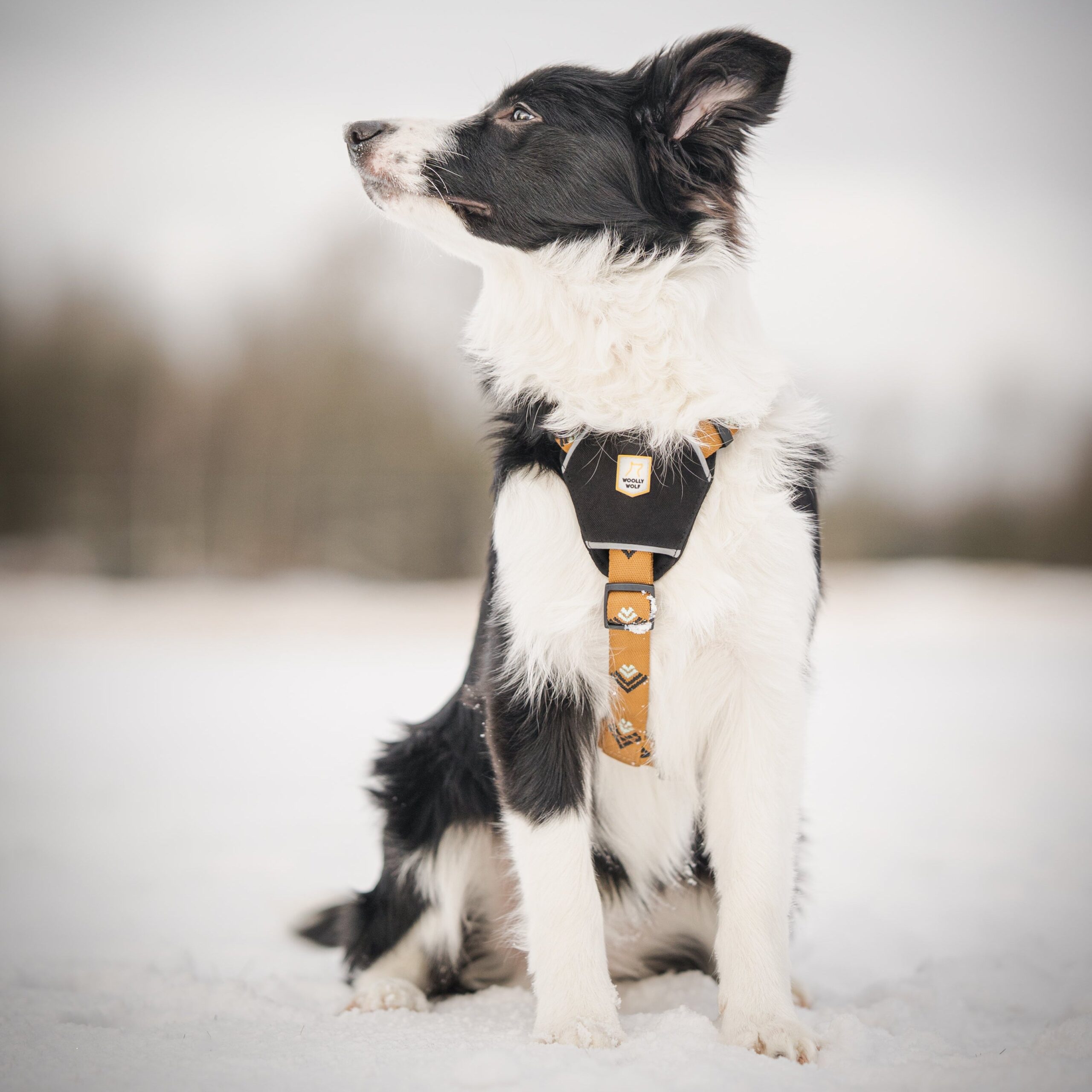 Sea To Summit Dog Harness - Afbeelding 5