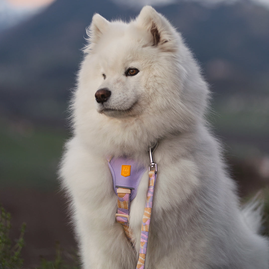 Sunshower Dog Harness - Afbeelding 13