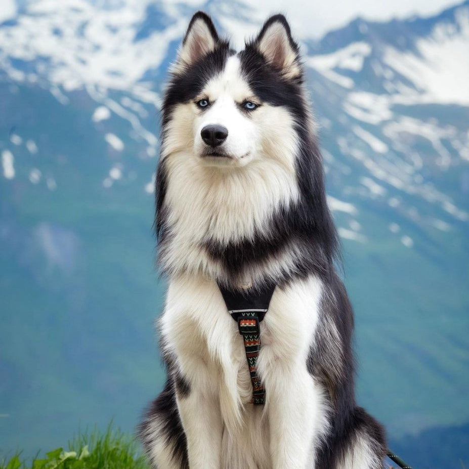 Woodland Dog Harness - Afbeelding 2
